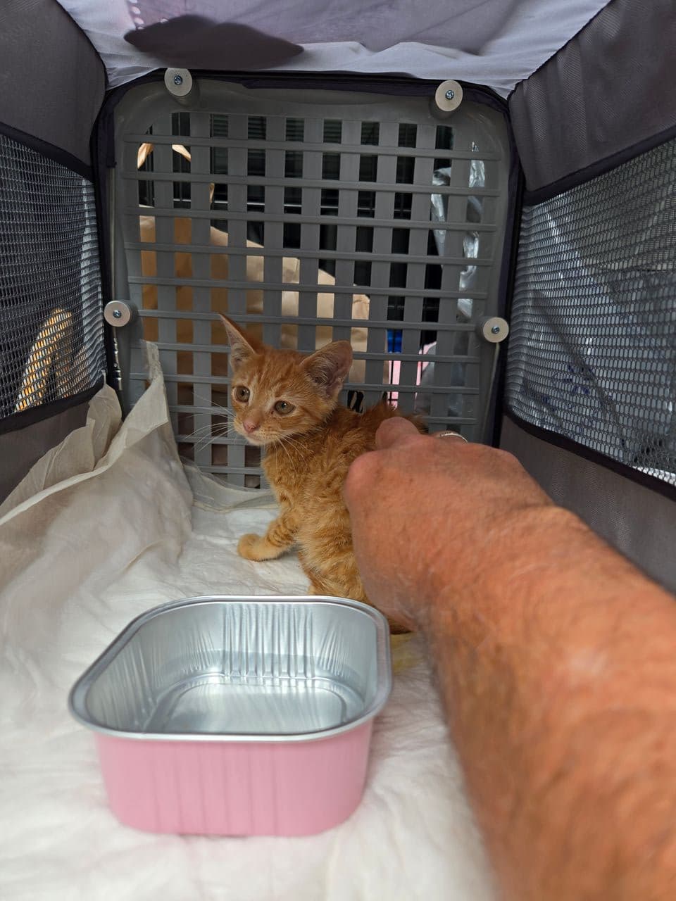 Pet travel photo 4