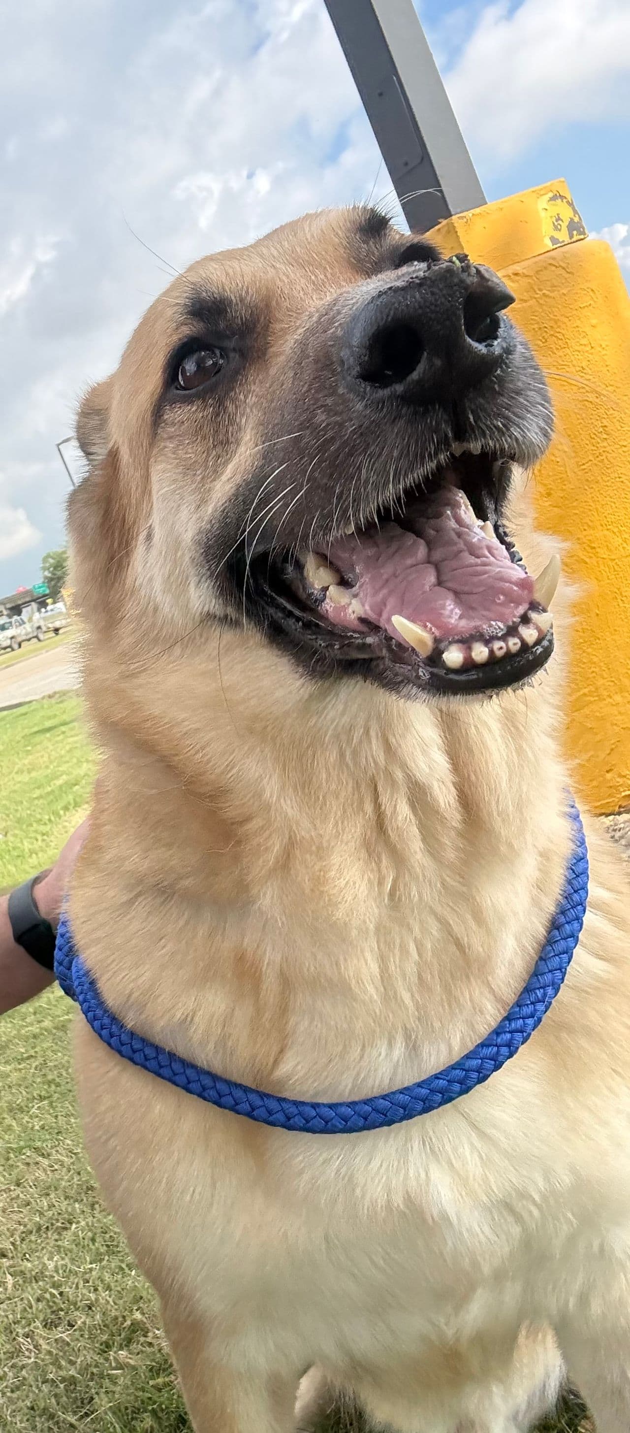 Pet travel photo 2