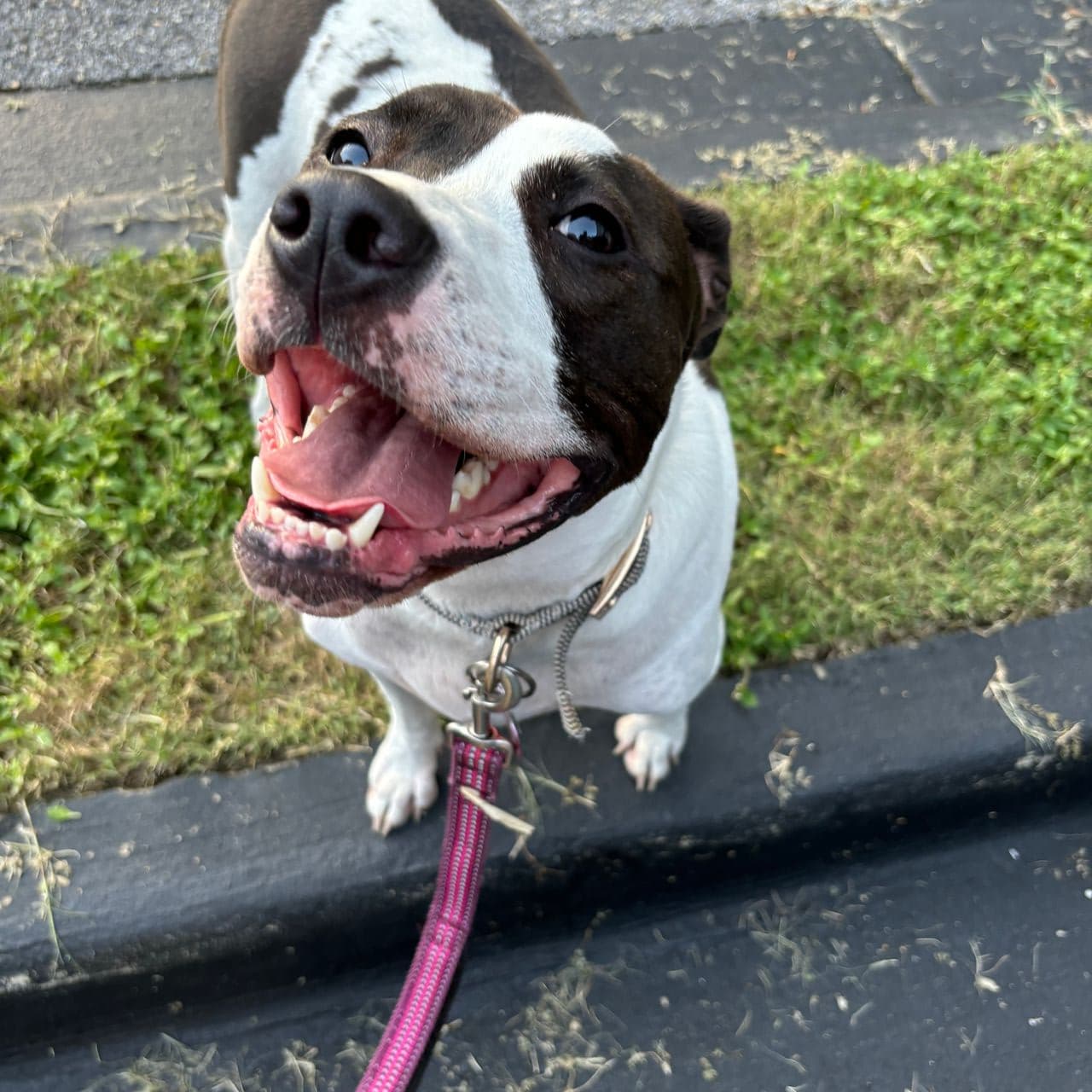 Pet travel photo 5