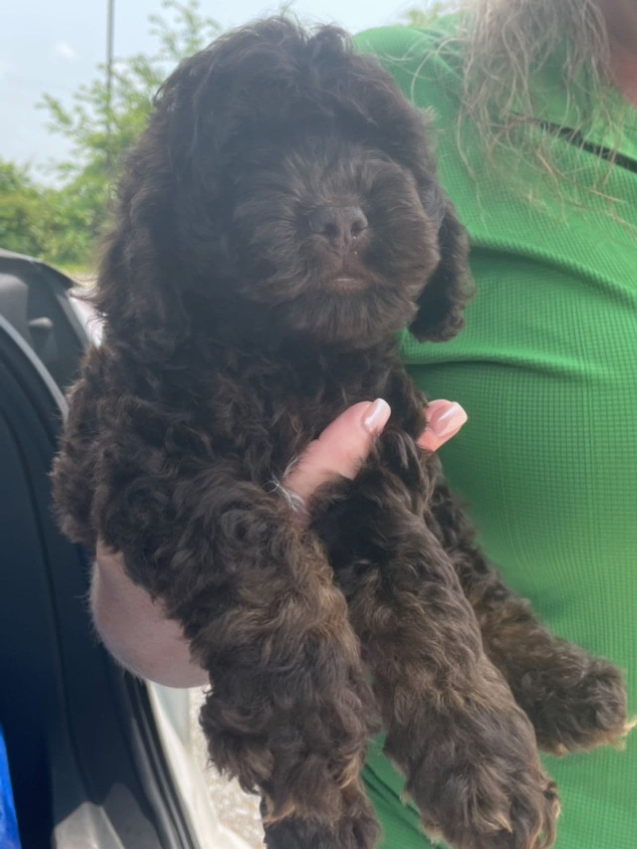 Pet travel photo 6