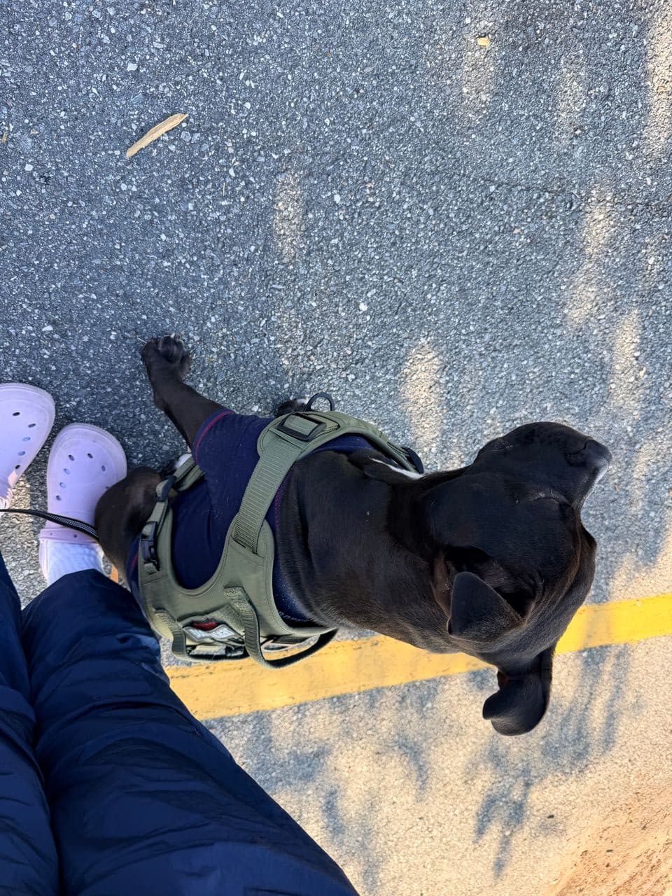Pet travel photo 4