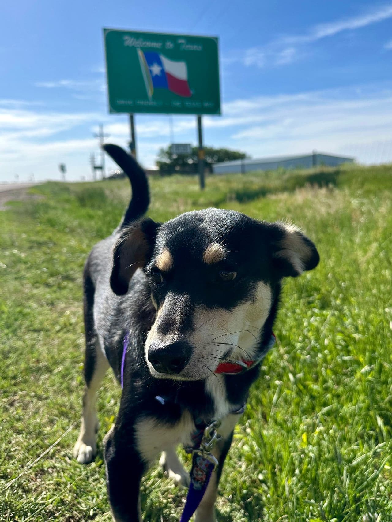 Pet travel photo 5