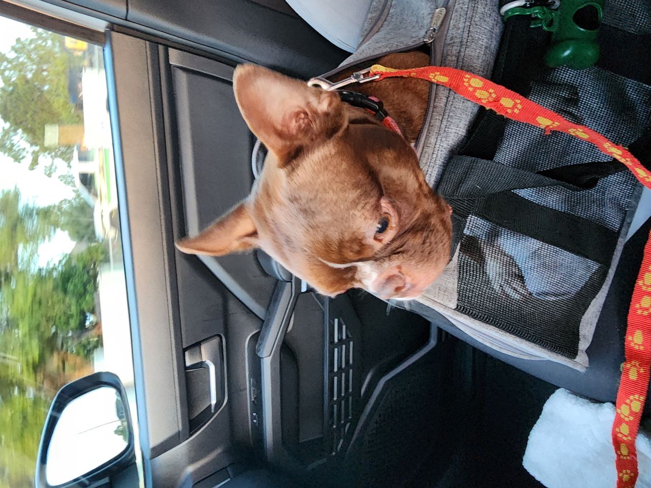 Pet travel photo 3