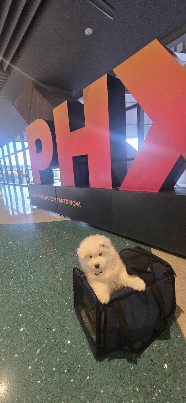 Pet travel photo 2