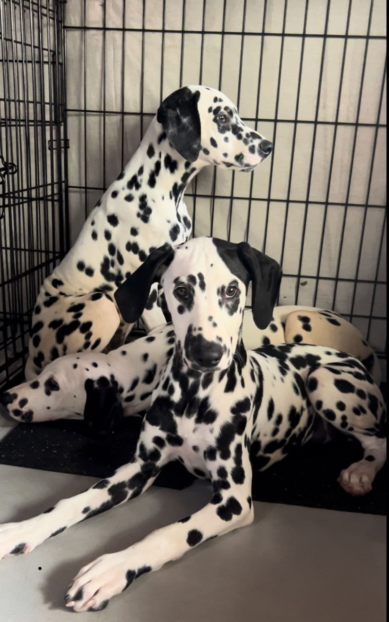 Pet travel photo 1