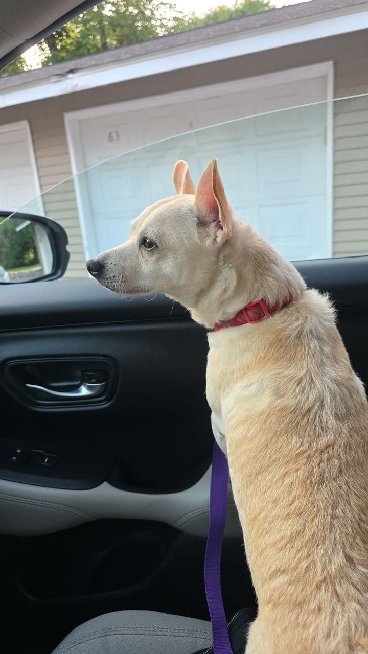 Pet travel photo 2