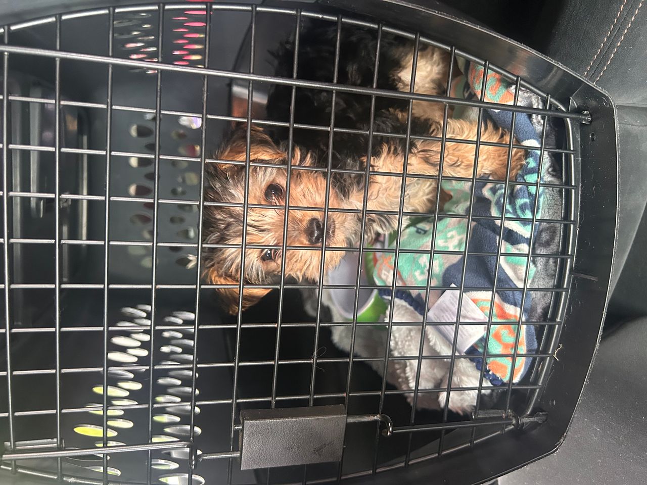 Pet travel photo 4