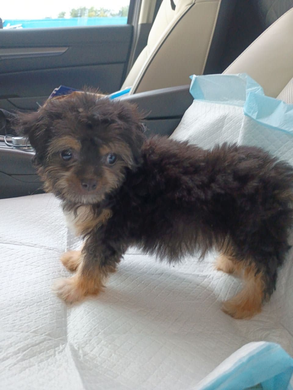 Pet travel photo 1