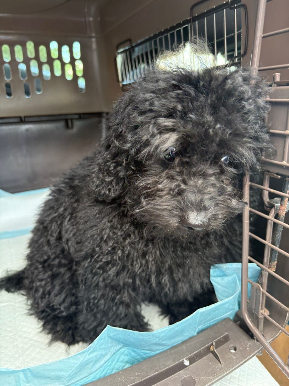Pet travel photo 3