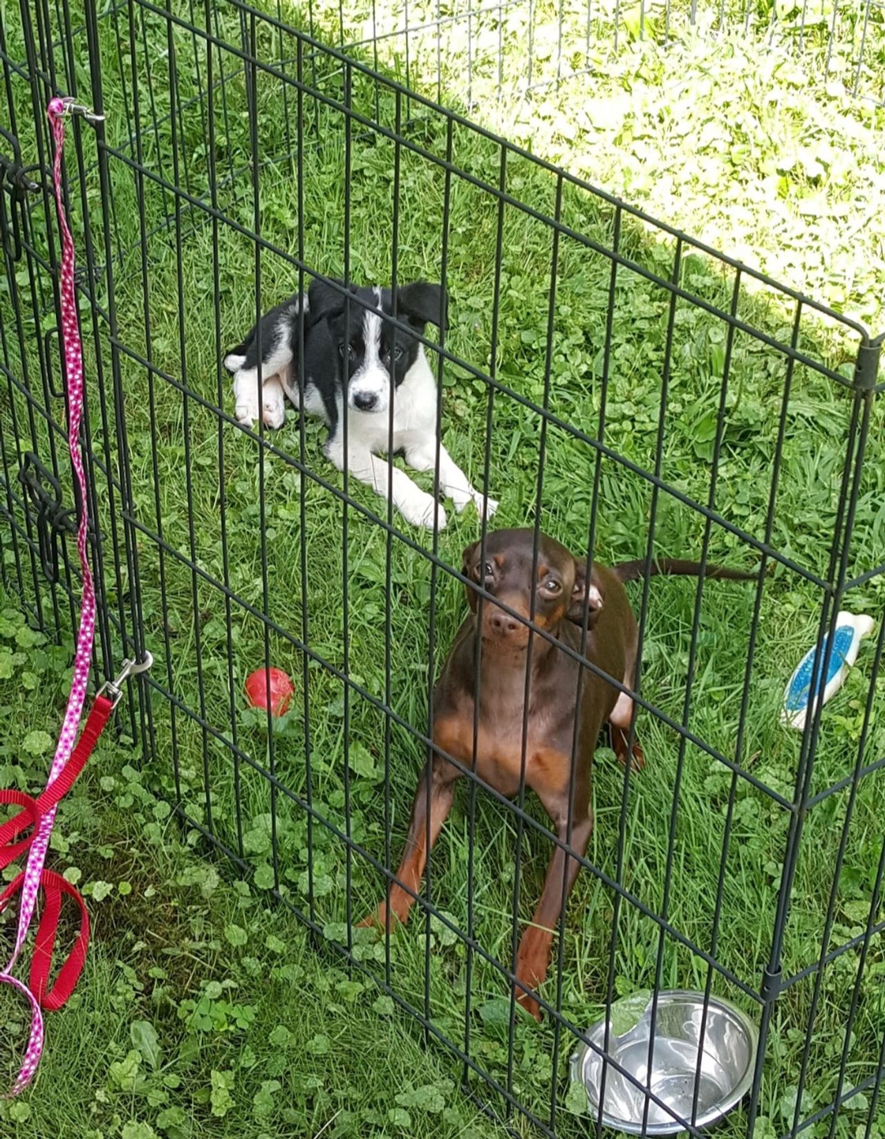 Pet travel photo 1