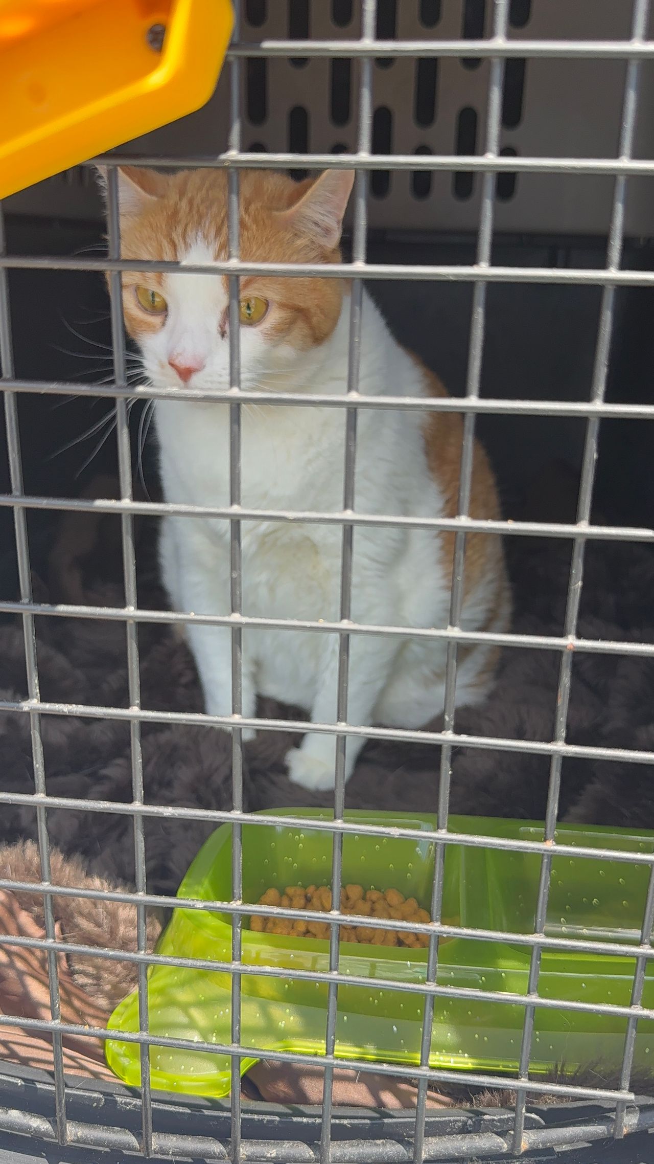Pet travel photo 5