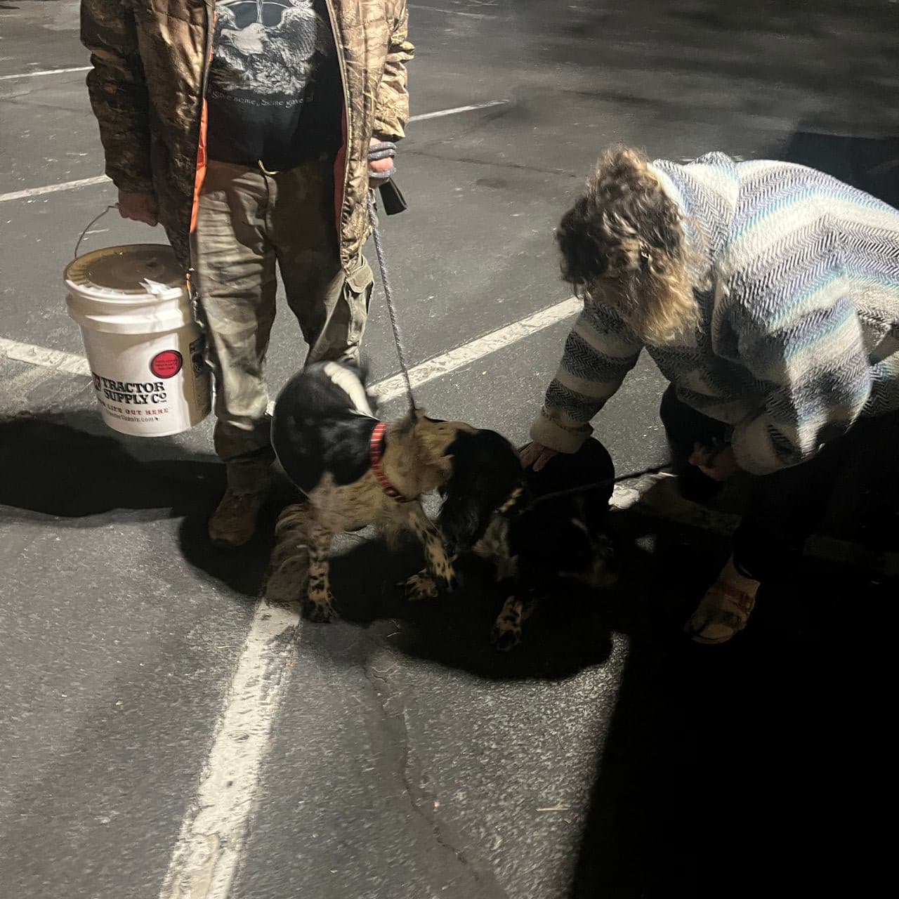 Pet travel photo 3