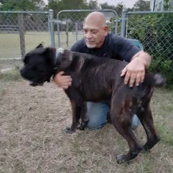 alwaysalertdogtraining/pet transport