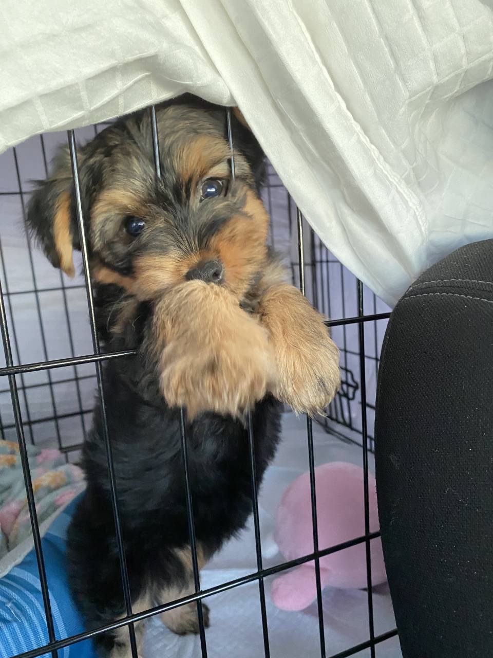 Pet travel photo 2
