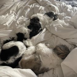 Shih Tzu named Spitz dogs. Oreo and Snoopy and Reece