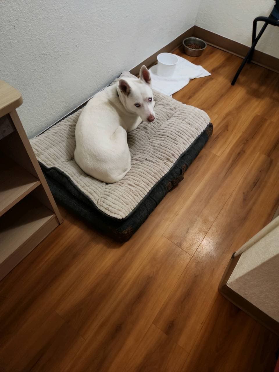 Pet travel photo 2
