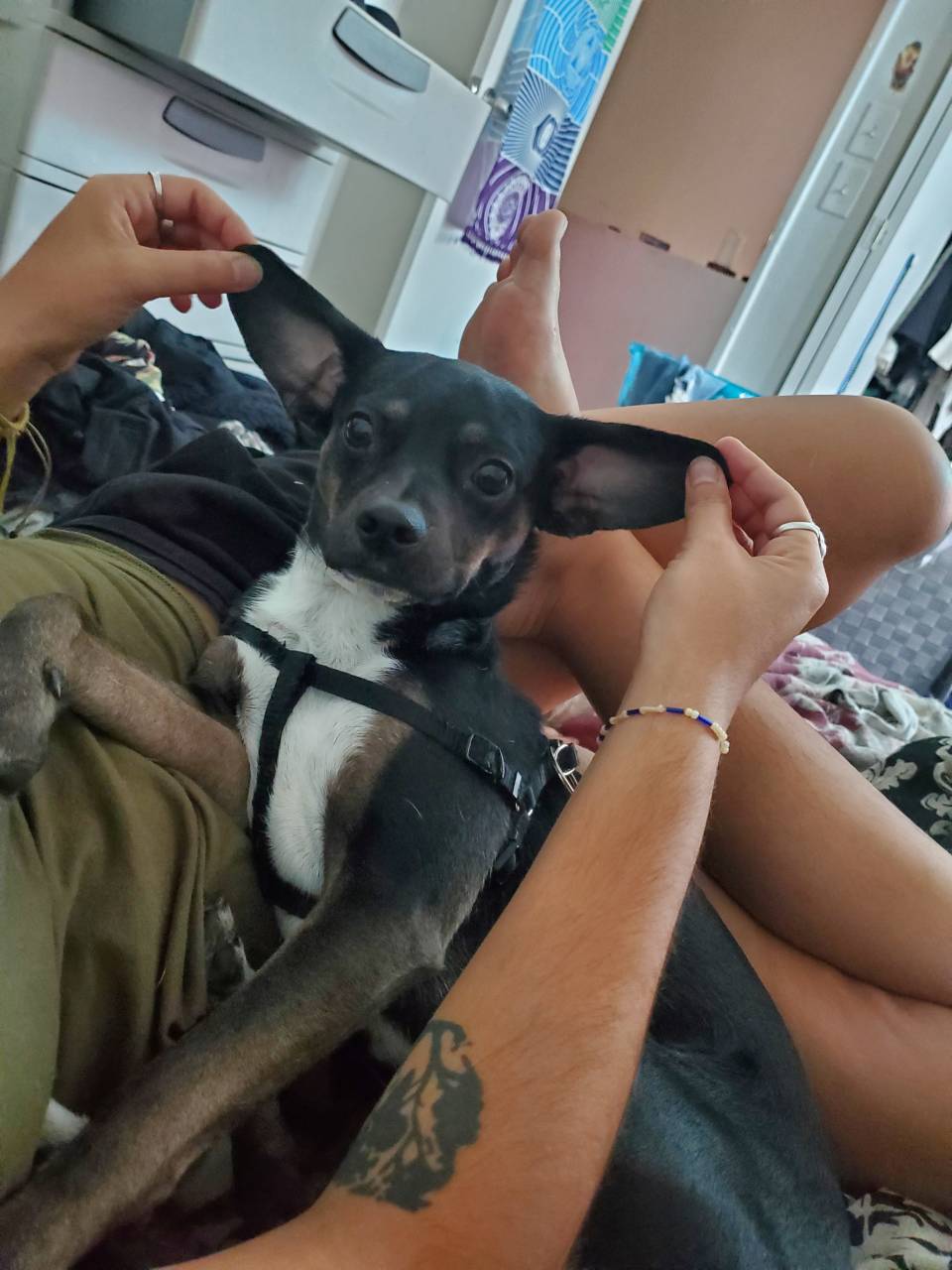Pet travel photo 3