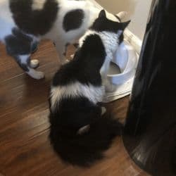 American Shorthair And American longhair named Spanky and Abbey