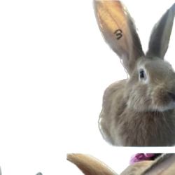 Flemish giant rabbit named Jim Hopper