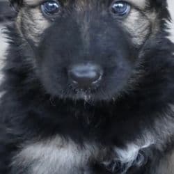 King shepherd Puppy named Kaya
