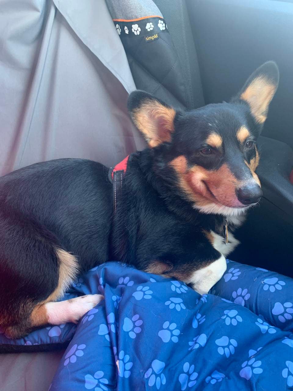 Pet travel photo 5