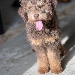 Bordoodle named Four Puppies