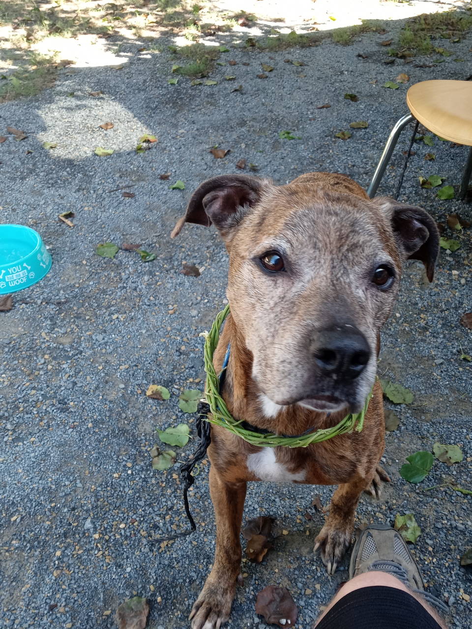 Scooby