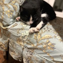 Tuxedo Cat named Meowsy Moo