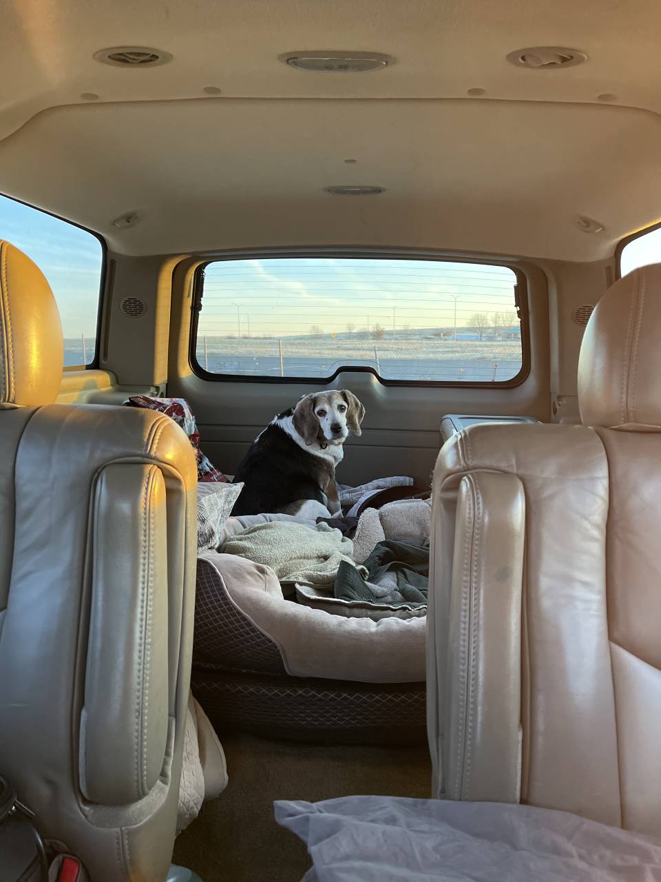 Pet travel photo 4
