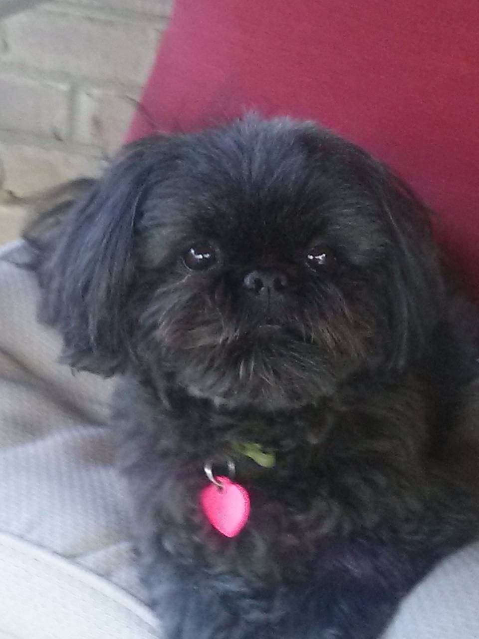 Pet travel photo 5