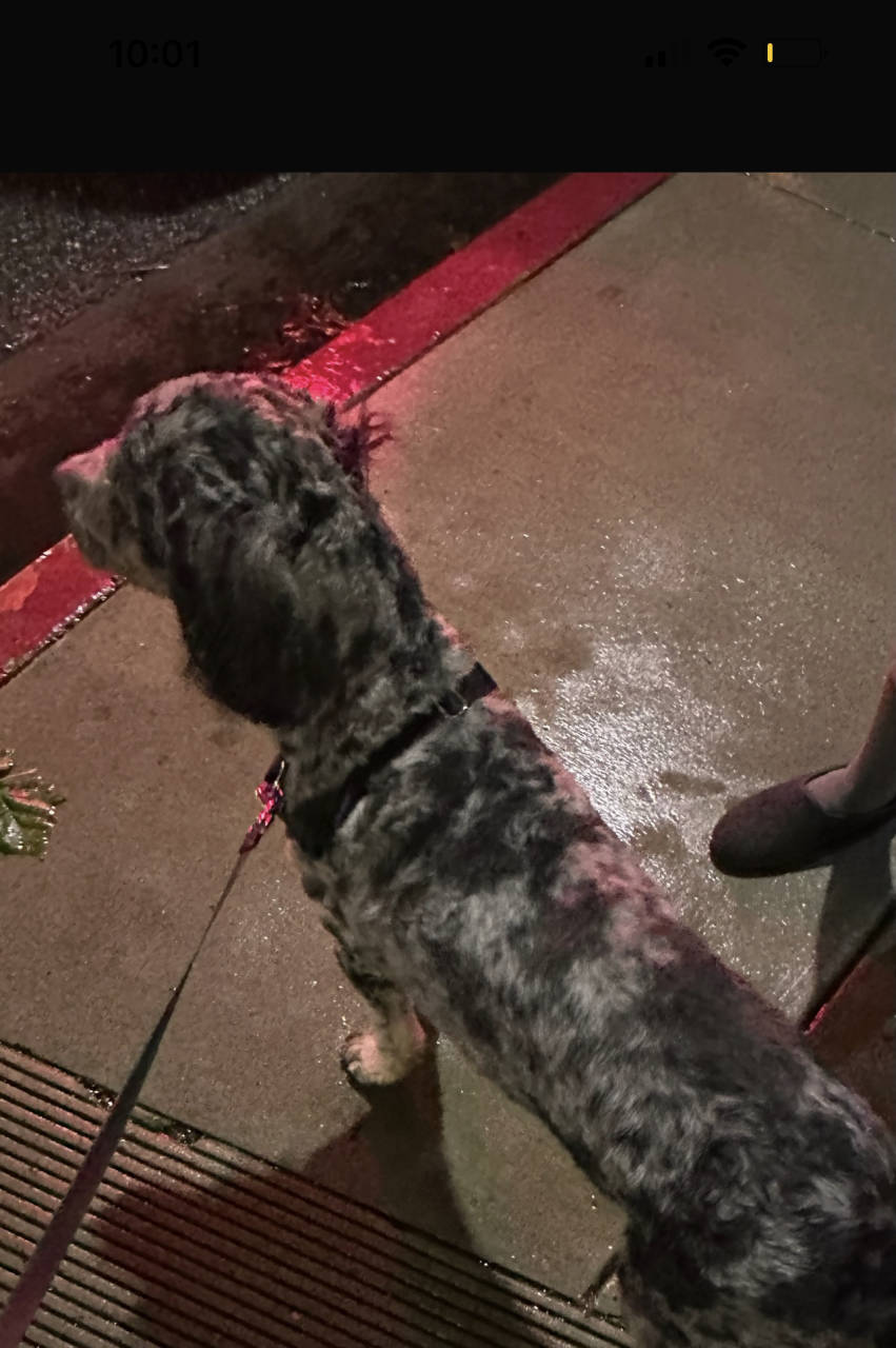 Pet travel photo 6
