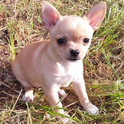 Chihuahua named Sara