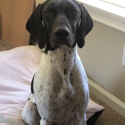 German Shorthaired Pointer named Mae