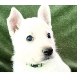 German Shepherd Dog named Kaya -Girl Green Collar