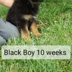 German Shepherd named Black Boy