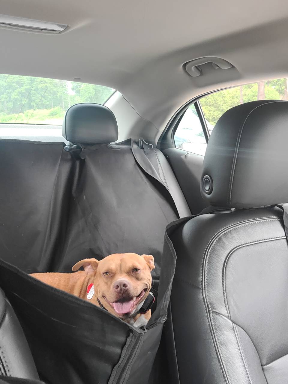 Pet travel photo 4