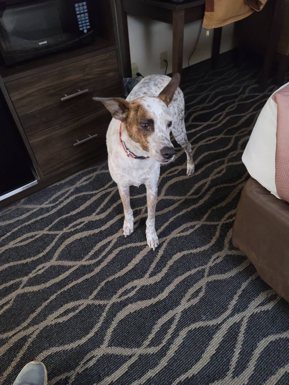 Pet travel photo 1
