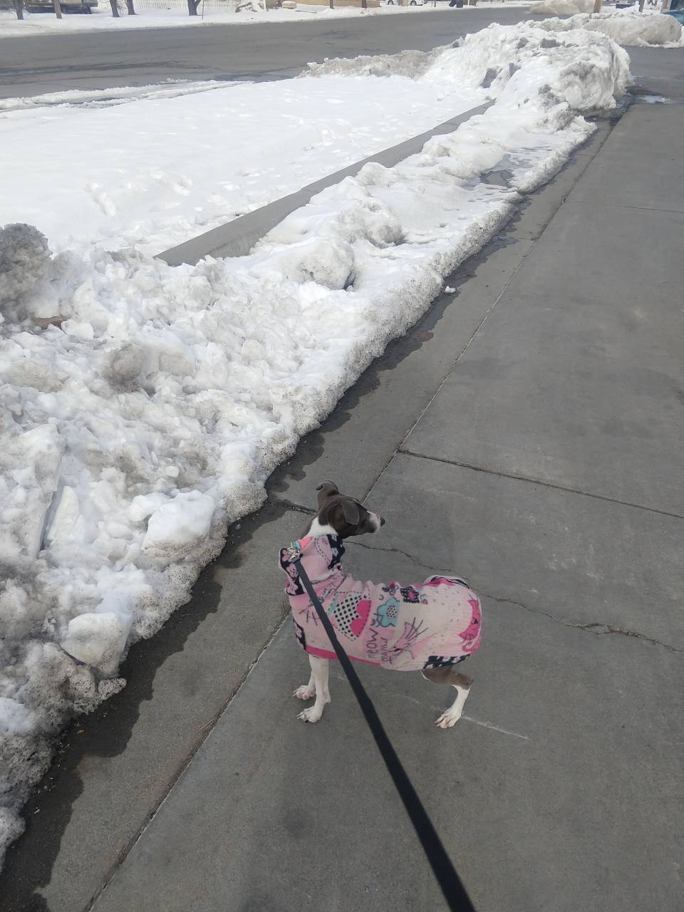 Pet travel photo 3