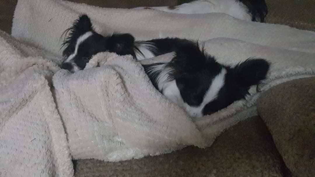 Pet travel photo 2