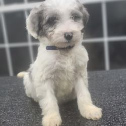 Aussidoodle named Chico