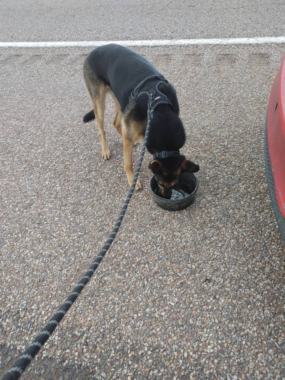 Pet travel photo 4