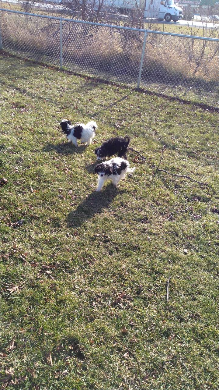 Pet travel photo 1