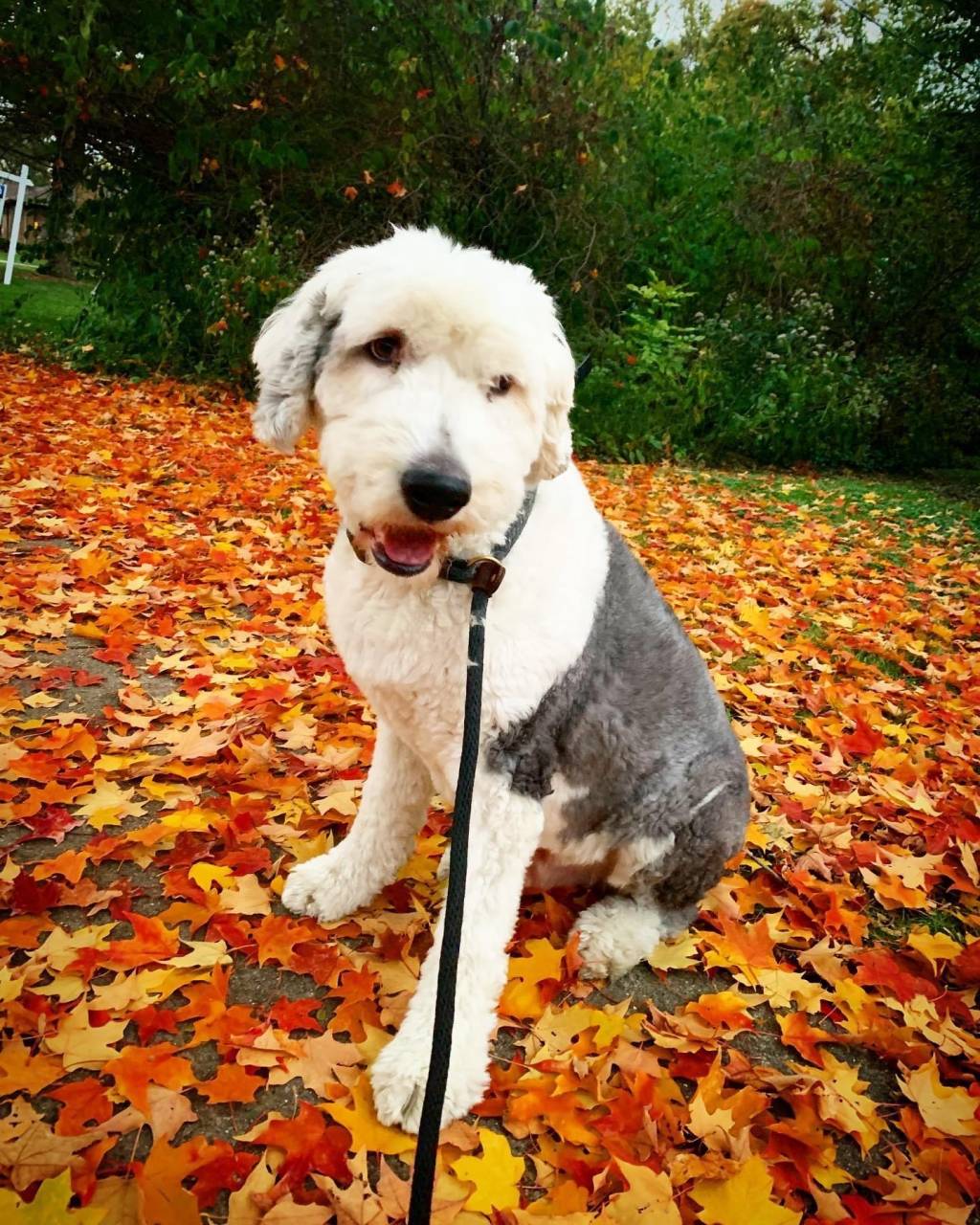 Pet travel photo 2