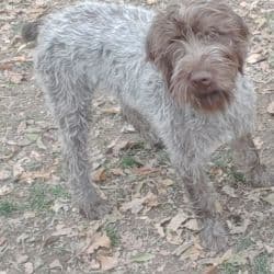 Wirehaired Pointing Griffon named Teddy