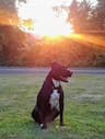 Beaumier Transport-Pet Transportation