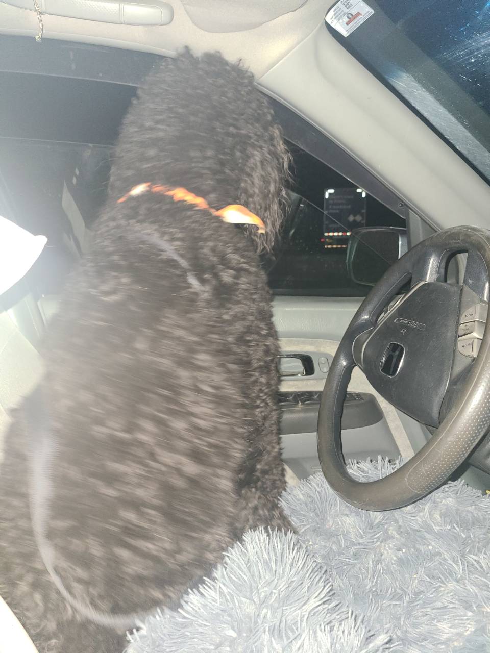 Pet travel photo 2