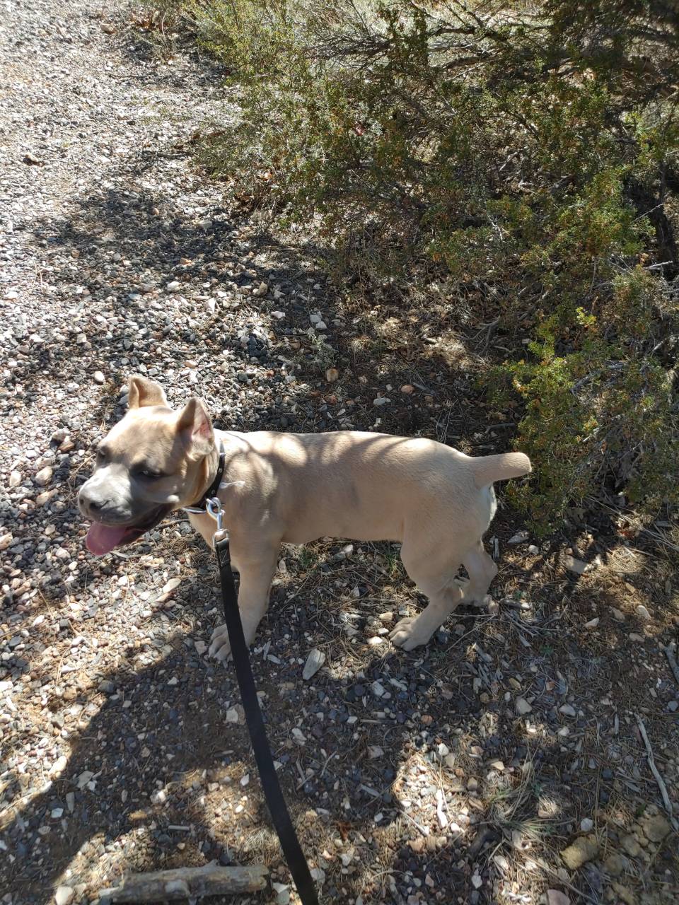 Pet travel photo 6