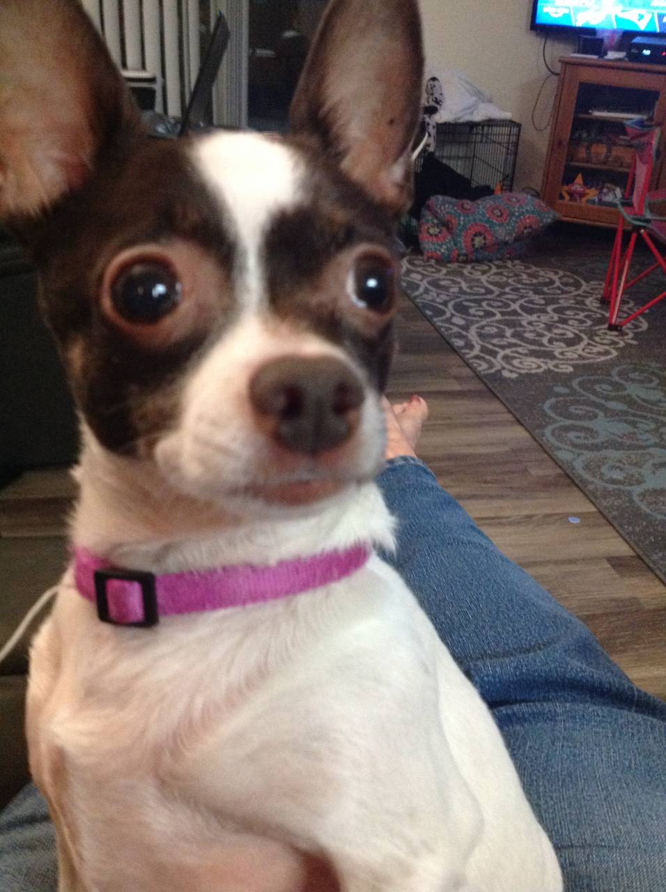Pet travel photo 4