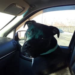 Del's Precious Cargo, LLC