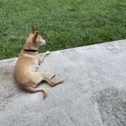 Chihuahua named Charlie